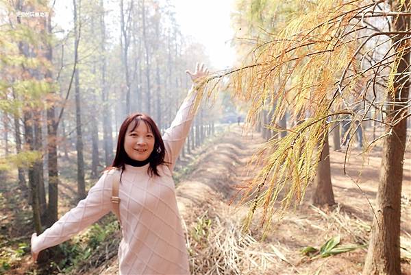 楊梅景點。隱藏在鄉間小路裡的落羽松秘境 @雯雯的玩樂地圖