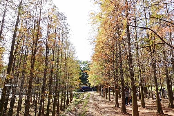 楊梅景點。隱藏在鄉間小路裡的落羽松秘境 @雯雯的玩樂地圖