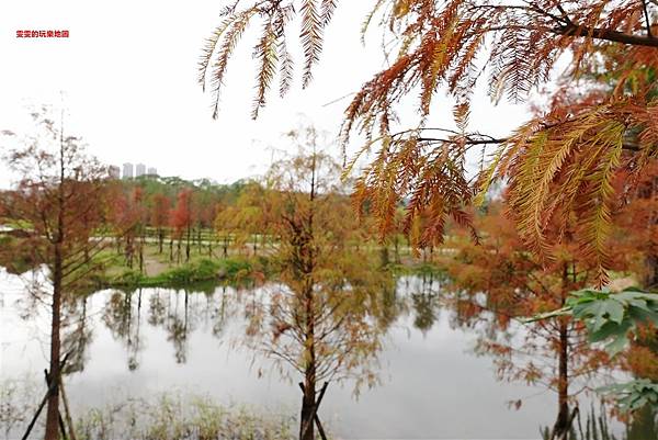 桃園大溪。月眉人工濕地生態公園,免門票賞落羽松去處 @雯雯的玩樂地圖