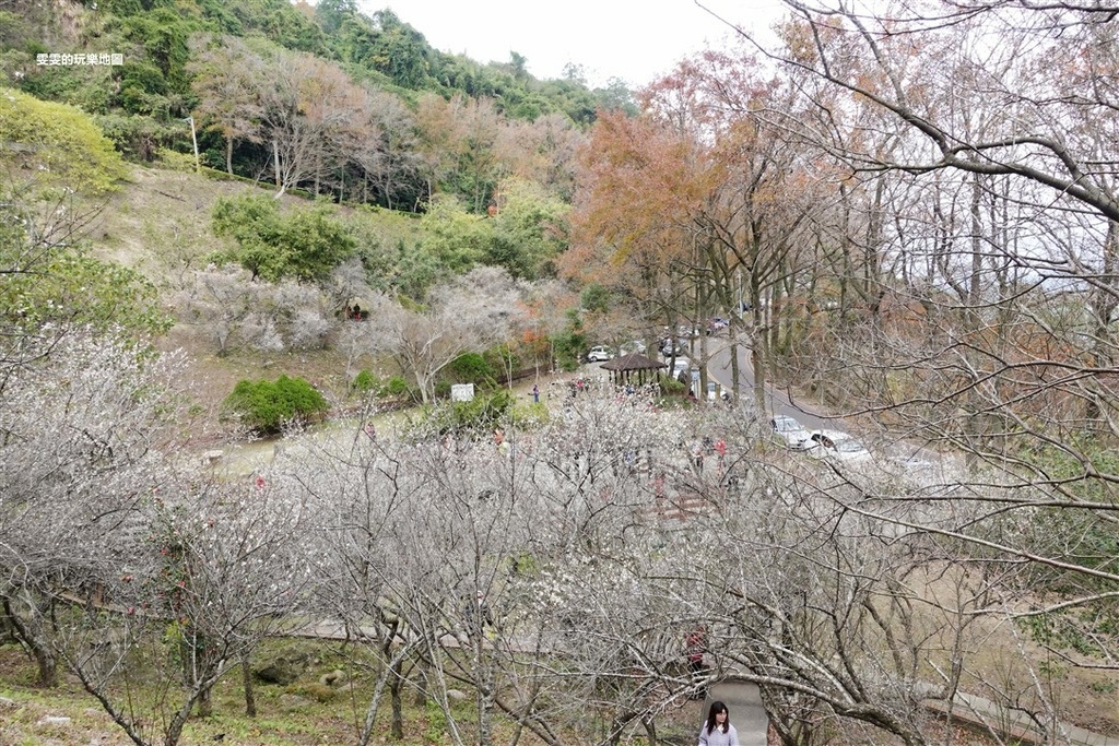 桃園大溪。石門水庫，不用翻山越嶺也能輕鬆賞梅花 @雯雯的玩樂地圖